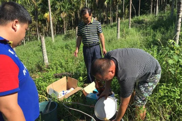 槟榔的保花保果方法，结果期追施土杂肥和尿素等肥料