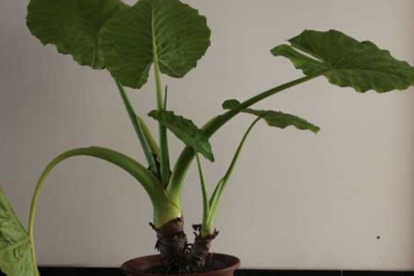 滴水观音如何施肥，应以氮肥为主