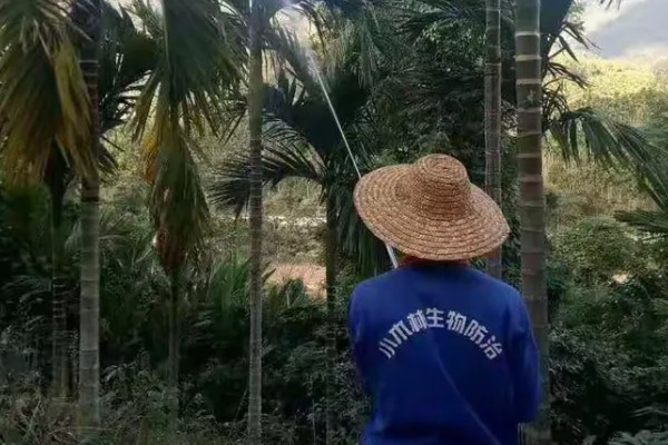 槟榔的保花保果方法，结果期追施土杂肥和尿素等肥料