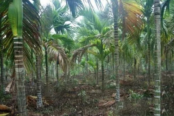 槟榔的保花保果方法，结果期追施土杂肥和尿素等肥料