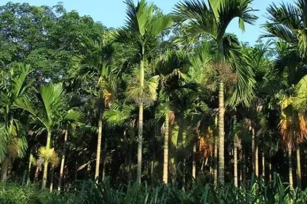 槟榔的保花保果方法，结果期追施土杂肥和尿素等肥料