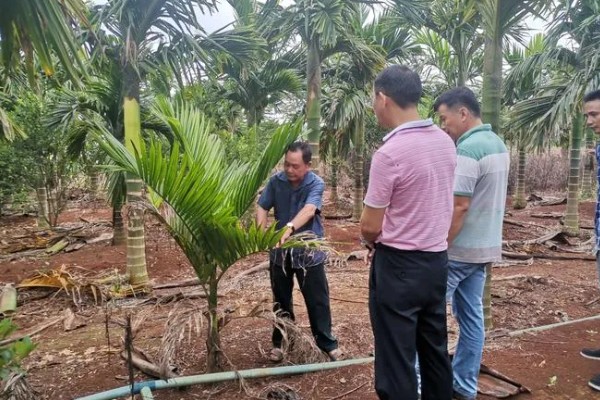 槟榔的保花保果方法，结果期追施土杂肥和尿素等肥料