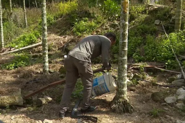 槟榔的保花保果方法，结果期追施土杂肥和尿素等肥料