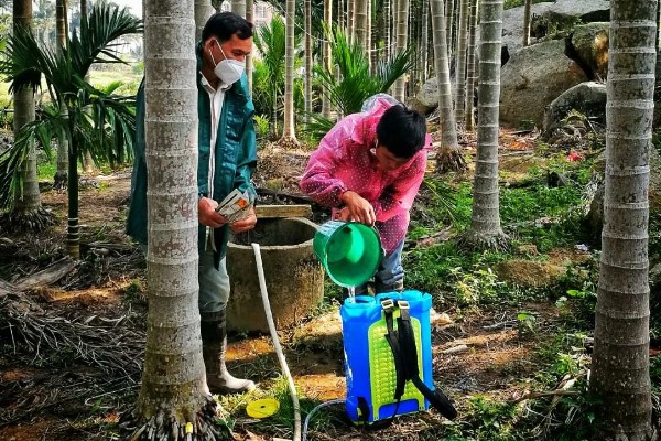 槟榔的保花保果方法，结果期追施土杂肥和尿素等肥料