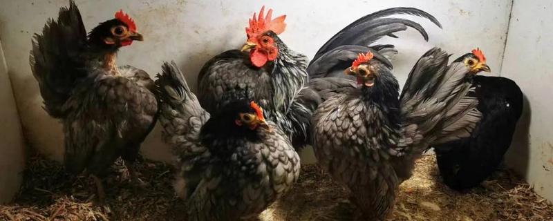 阿亚姆-塞玛尼鸡简介，原产于印度尼西亚