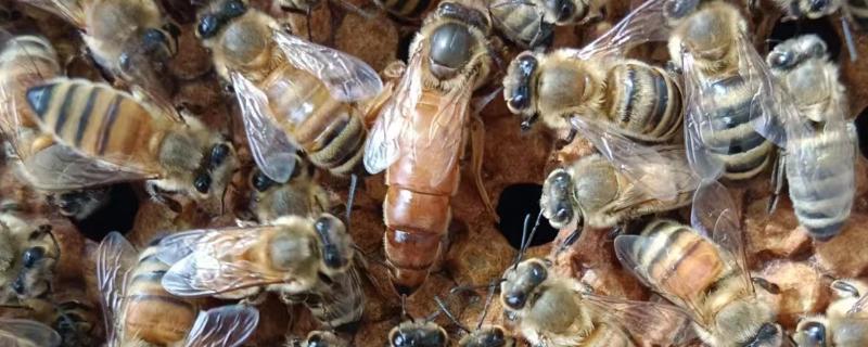 为什么蜂王会被工蜂杀死，可能是蜂王病残
