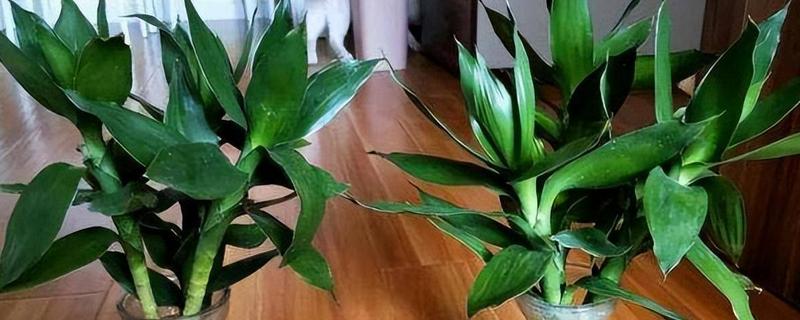 富贵竹叶子发黄如何补救，需立刻为富贵竹更换培养水