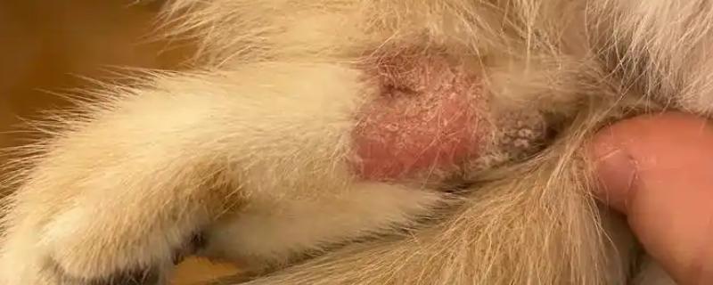 猫咪得了猫癣怎么处理，使用肤诺恩喷剂和肤安特软膏