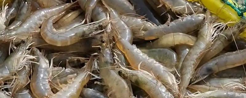 养殖对虾的条件，水体透明度达到25-30厘米