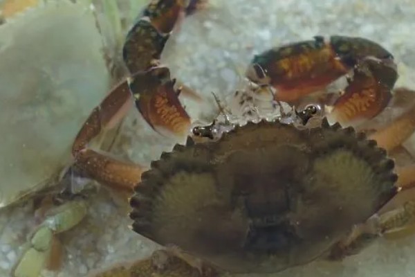 螃蟹脱壳后几天能恢复进食，3-4天就会恢复进食