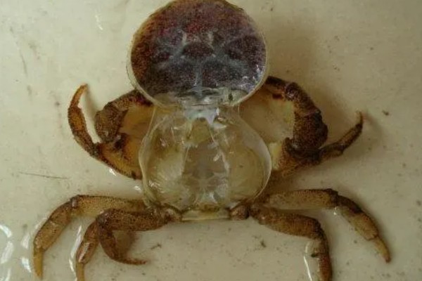 螃蟹脱壳后几天能恢复进食，3-4天就会恢复进食