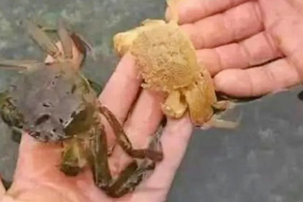 螃蟹脱壳后几天能恢复进食，3-4天就会恢复进食