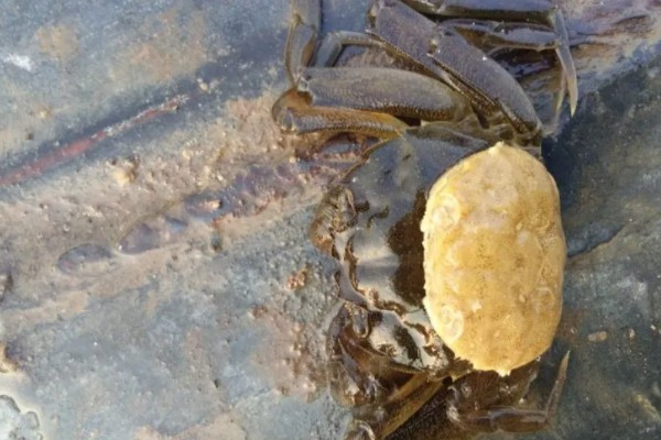 螃蟹脱壳后几天能恢复进食，3-4天就会恢复进食