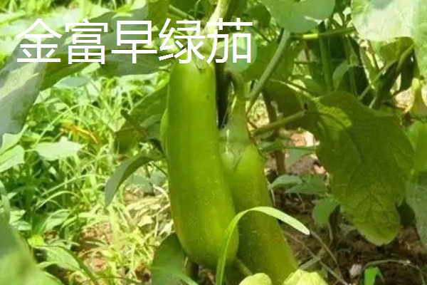 哪些绿茄子产量高，包括金富早绿茄、新乡糙青茄等品种