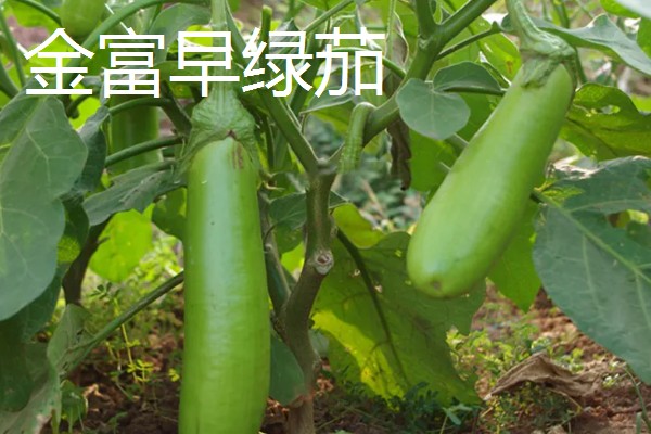 哪些绿茄子产量高，包括金富早绿茄、新乡糙青茄等品种