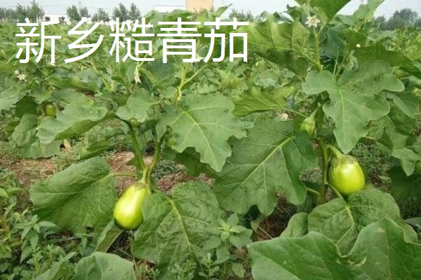 哪些绿茄子产量高，包括金富早绿茄、新乡糙青茄等品种