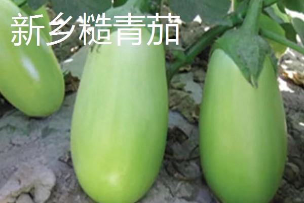 哪些绿茄子产量高，包括金富早绿茄、新乡糙青茄等品种