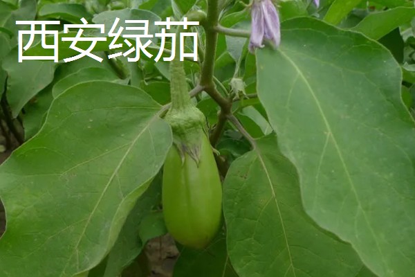 哪些绿茄子产量高，包括金富早绿茄、新乡糙青茄等品种