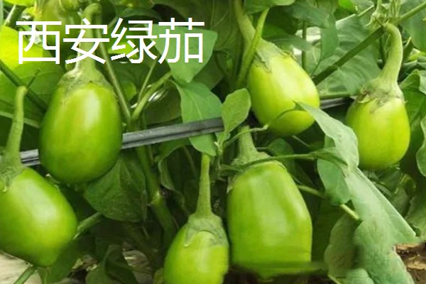 哪些绿茄子产量高，包括金富早绿茄、新乡糙青茄等品种