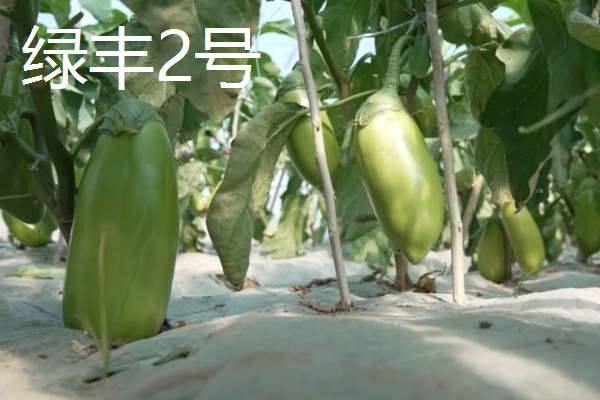 哪些绿茄子产量高，包括金富早绿茄、新乡糙青茄等品种
