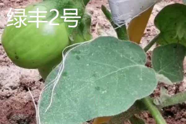 哪些绿茄子产量高，包括金富早绿茄、新乡糙青茄等品种