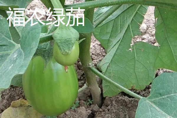 哪些绿茄子产量高，包括金富早绿茄、新乡糙青茄等品种