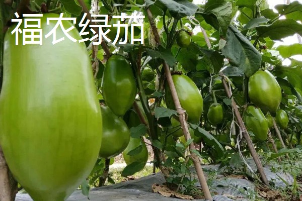 哪些绿茄子产量高，包括金富早绿茄、新乡糙青茄等品种