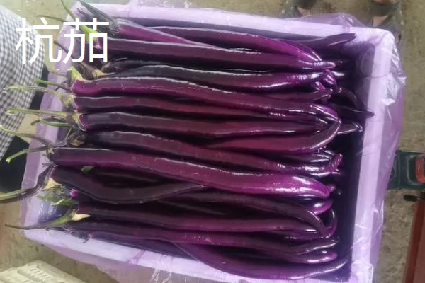 哪些绿茄子产量高，包括金富早绿茄、新乡糙青茄等品种