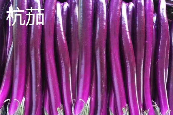 哪些绿茄子产量高，包括金富早绿茄、新乡糙青茄等品种