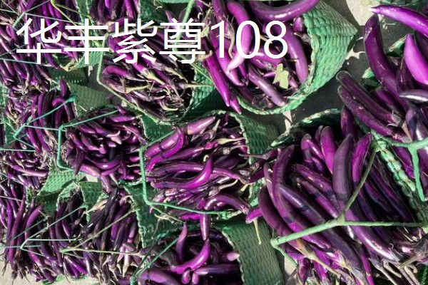 哪些绿茄子产量高，包括金富早绿茄、新乡糙青茄等品种