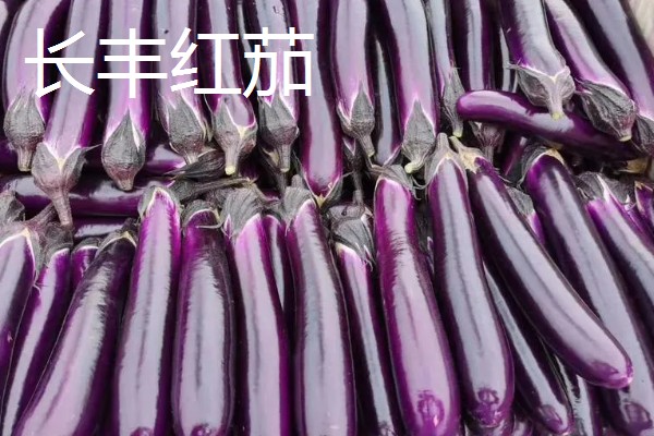 哪些绿茄子产量高，包括金富早绿茄、新乡糙青茄等品种