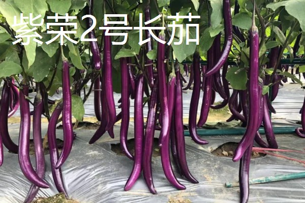 哪些绿茄子产量高，包括金富早绿茄、新乡糙青茄等品种