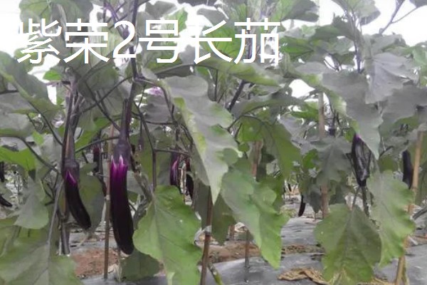 哪些绿茄子产量高，包括金富早绿茄、新乡糙青茄等品种