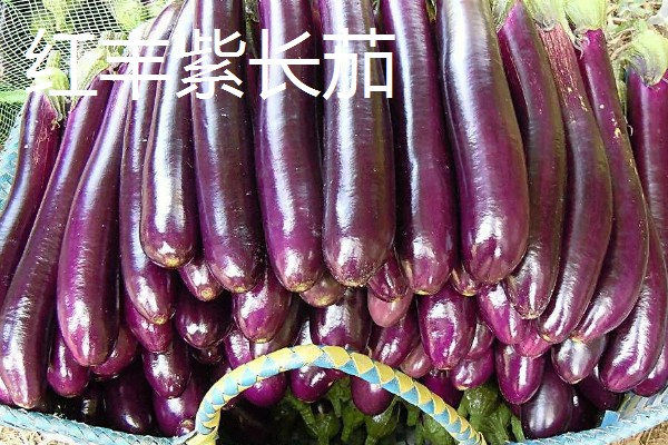 哪些绿茄子产量高，包括金富早绿茄、新乡糙青茄等品种