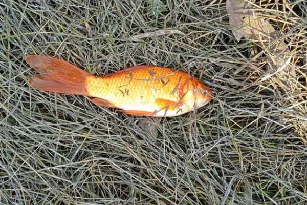 红鲫鱼可以长到什么程度，人工饲养体重能达到500-600克左右