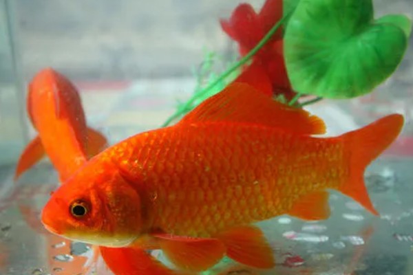 红鲫鱼可以长到什么程度，人工饲养体重能达到500-600克左右