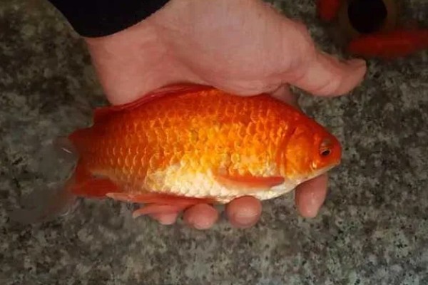 红鲫鱼可以长到什么程度，人工饲养体重能达到500-600克左右