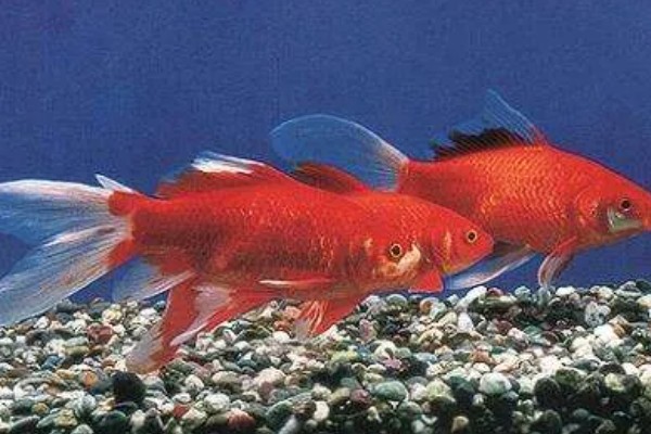 红鲫鱼可以长到什么程度，人工饲养体重能达到500-600克左右