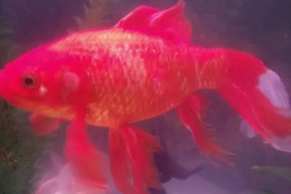 红鲫鱼可以长到什么程度，人工饲养体重能达到500-600克左右