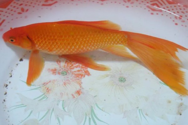 红鲫鱼可以长到什么程度，人工饲养体重能达到500-600克左右