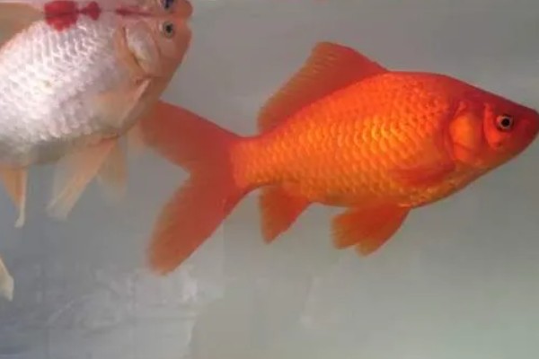 红鲫鱼可以长到什么程度，人工饲养体重能达到500-600克左右