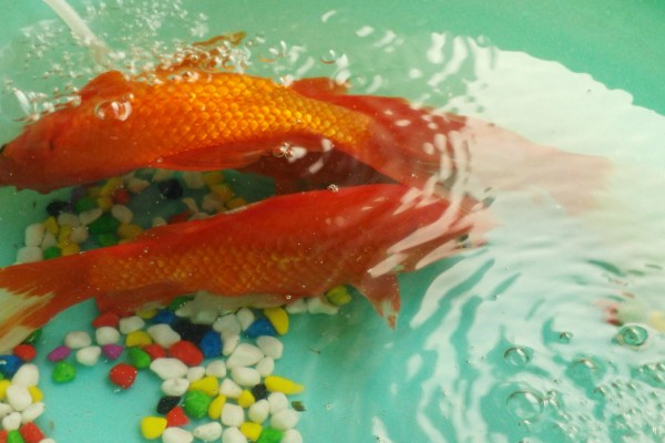 红鲫鱼可以长到什么程度，人工饲养体重能达到500-600克左右