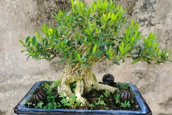 黄杨树的寓意，寓意着坚韧不拔