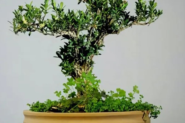 黄杨树的寓意，寓意着坚韧不拔