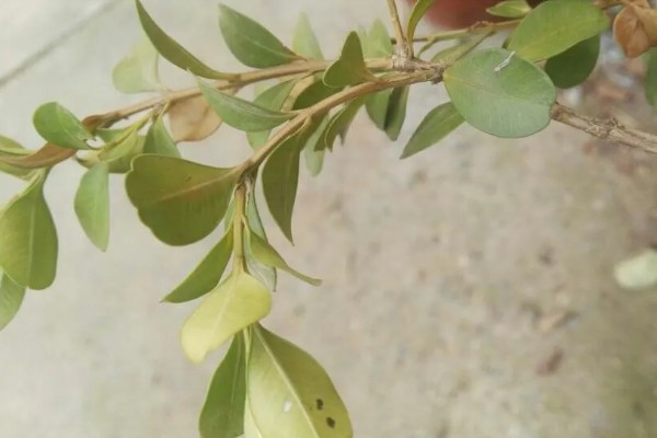 黄杨树的寓意，寓意着坚韧不拔