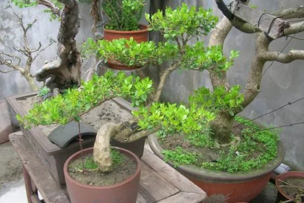 黄杨树的寓意，寓意着坚韧不拔