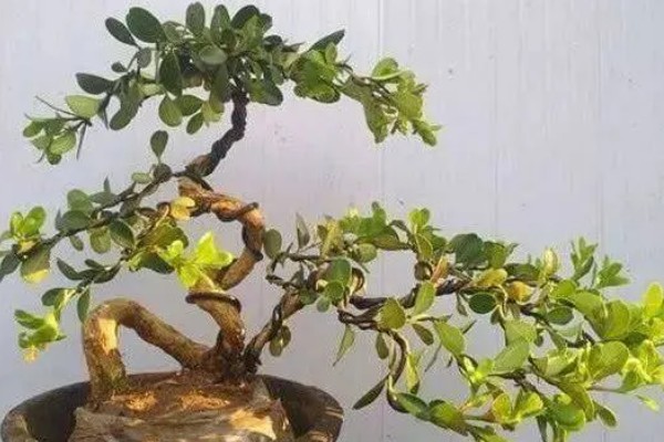 黄杨树的寓意，寓意着坚韧不拔