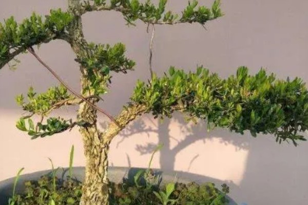 黄杨树的寓意，寓意着坚韧不拔