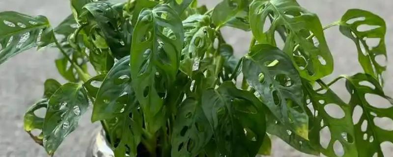 冬季养龟背竹的方式，需提前做好保暖工作