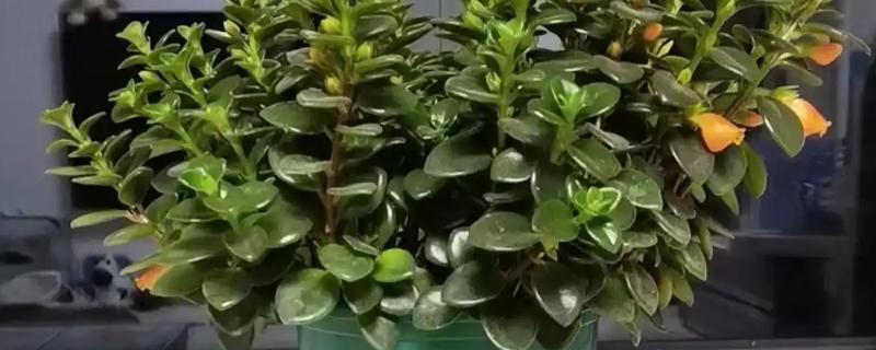 金鱼吊兰叶片发薄的原因，可能是土壤不适所导致的